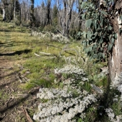 Olearia erubescens at Kosciuszko National Park - 29 Dec 2021