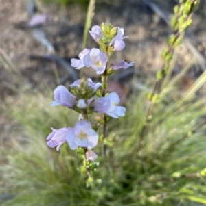 Euphrasia collina subsp. paludosa at Kosciuszko National Park - 29 Dec 2021