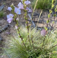 Euphrasia collina subsp. paludosa at Kosciuszko National Park - 29 Dec 2021