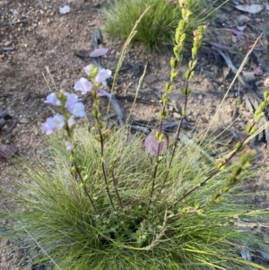 Euphrasia collina subsp. paludosa at Kosciuszko National Park - 29 Dec 2021