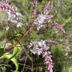 Veronica derwentiana subsp. derwentiana (Derwent Speedwell) at Kosciuszko National Park - 28 Dec 2021 by Jubeyjubes