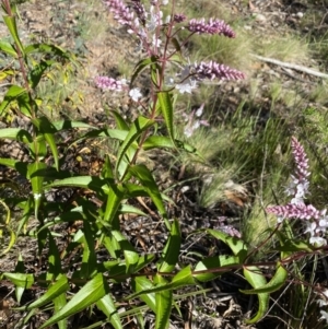 Veronica derwentiana subsp. derwentiana at Kosciuszko National Park - 29 Dec 2021 09:03 AM