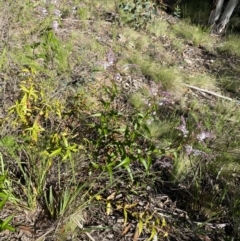 Veronica derwentiana subsp. derwentiana at Kosciuszko National Park - 29 Dec 2021 09:03 AM