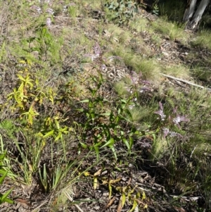 Veronica derwentiana subsp. derwentiana at Kosciuszko National Park - 29 Dec 2021 09:03 AM