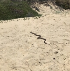 Pseudonaja textilis (Eastern Brown Snake) at Bermagui, NSW - 18 Nov 2023 by Choyster