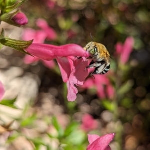 Amegilla sp. (genus) at Holder, ACT - 18 Nov 2023