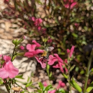 Amegilla sp. (genus) at Holder, ACT - 18 Nov 2023