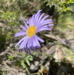 Brachyscome spathulata (Coarse Daisy, Spoon-leaved Daisy) at Kosciuszko National Park - 28 Dec 2021 by Jubeyjubes