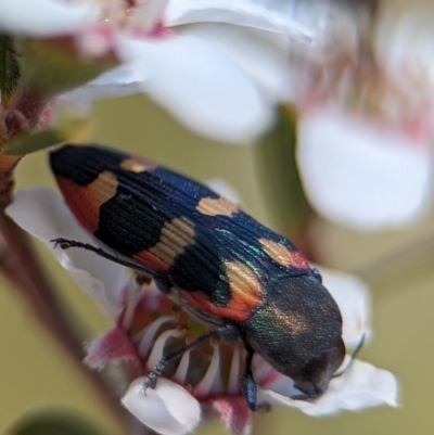 Castiarina sexplagiata (Jewel beetle) at Stromlo, ACT - 17 Nov 2023 by Miranda
