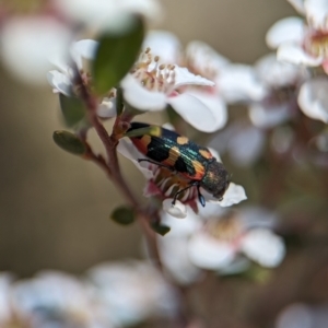 Castiarina sexplagiata at Bluetts Block (402, 403, 12, 11) - 18 Nov 2023 10:07 AM