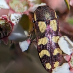 Castiarina decemmaculata (Ten-spot Jewel Beetle) at Block 402 - 18 Nov 2023 by Miranda