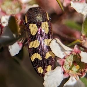 Castiarina decemmaculata at Bluetts Block (402, 403, 12, 11) - 18 Nov 2023 10:08 AM