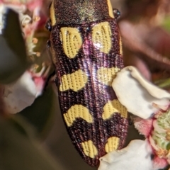 Castiarina decemmaculata at Bluetts Block (402, 403, 12, 11) - 18 Nov 2023 10:08 AM