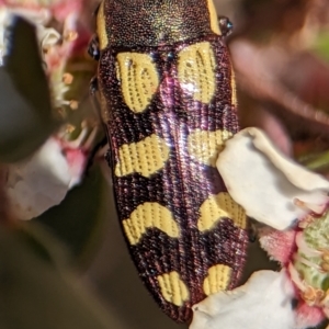 Castiarina decemmaculata at Bluetts Block (402, 403, 12, 11) - 18 Nov 2023 10:08 AM