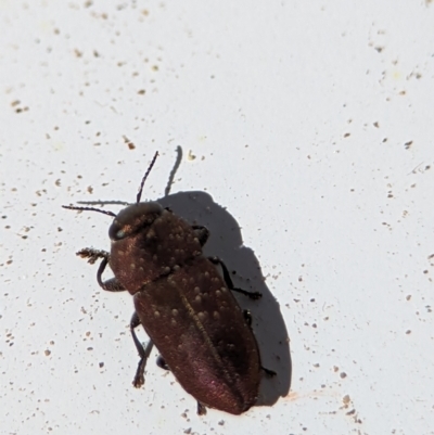 Anilara sp. (genus) (A jewel beetle) at Stromlo, ACT - 17 Nov 2023 by Miranda