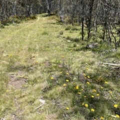 Podolepis sp. at Kosciuszko National Park - 29 Dec 2021 by Jubeyjubes