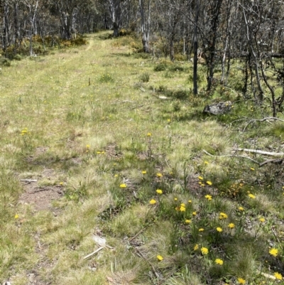 Podolepis sp. at Kosciuszko National Park - 29 Dec 2021 by Jubeyjubes