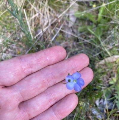 Linum marginale (Native Flax) at Kosciuszko National Park - 29 Dec 2021 by Jubeyjubes