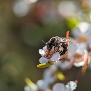 Lasioglossum (Chilalictus) sp. (genus & subgenus) at Block 402 - 18 Nov 2023