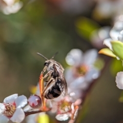 Lasioglossum (Chilalictus) sp. (genus & subgenus) at Block 402 - 18 Nov 2023