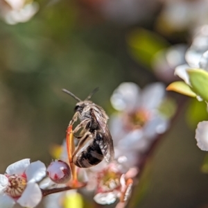 Lasioglossum (Chilalictus) sp. (genus & subgenus) at Block 402 - 18 Nov 2023