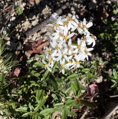 Olearia erubescens (Silky Daisybush) at Alpine National Park - 30 Dec 2021 by Jubeyjubes