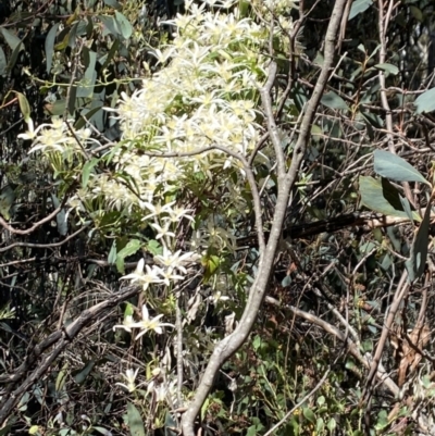 Clematis aristata (Mountain Clematis) at Alpine National Park - 30 Dec 2021 by Jubeyjubes