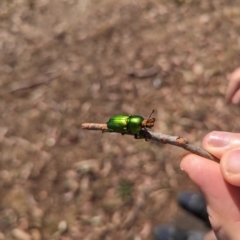 Lamprima aurata (Golden stag beetle) at Mawson Ponds - 17 Nov 2023 by stofbrew