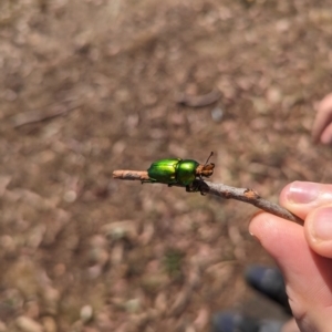 Lamprima aurata at Mawson Ponds - 18 Nov 2023