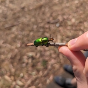 Lamprima aurata at Mawson Ponds - 18 Nov 2023