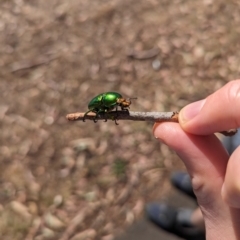 Lamprima aurata at Mawson Ponds - 18 Nov 2023 09:11 AM