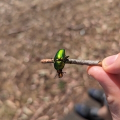 Lamprima aurata at Mawson Ponds - 18 Nov 2023