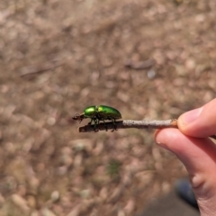 Lamprima aurata at Mawson Ponds - 18 Nov 2023 09:11 AM