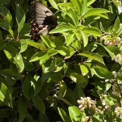 Papilio aegeus at QPRC LGA - 18 Nov 2023