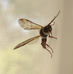 Tiphiidae (family) at Aranda, ACT - 31 Aug 2021 11:29 AM