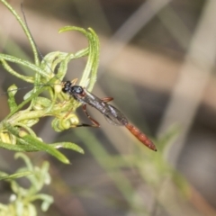 Heteropelma scaposum (Two-toned caterpillar parasite wasp) at Pinnacle NR (PIN) - 17 Nov 2023 by AlisonMilton