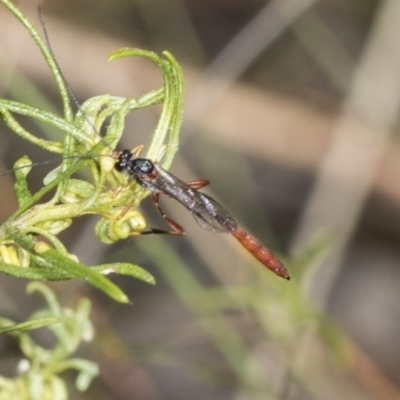 Heteropelma scaposum (Two-toned caterpillar parasite wasp) at Pinnacle NR (PIN) - 17 Nov 2023 by AlisonMilton
