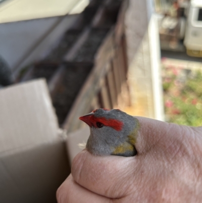 Neochmia temporalis (Red-browed Finch) at Gilmore, ACT - 18 Nov 2023 by Melmo