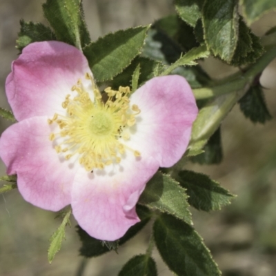 Rosa rubiginosa (Sweet Briar, Eglantine) at Dunlop Grassland (DGE) - 17 Nov 2023 by kasiaaus