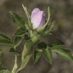 Rosa rubiginosa at Dunlop Grassland (DGE) - 17 Nov 2023 12:10 PM