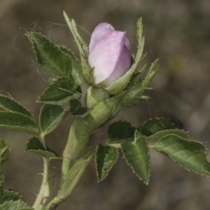 Rosa rubiginosa at Dunlop Grassland (DGE) - 17 Nov 2023 12:10 PM