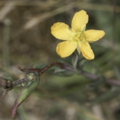 Hypericum gramineum (Small St Johns Wort) at Dunlop Grassland (DGE) - 17 Nov 2023 by kasiaaus