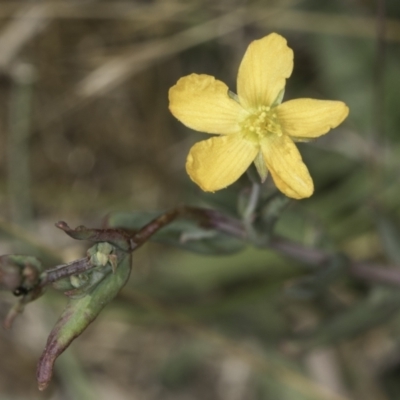 Hypericum gramineum (Small St Johns Wort) at Dunlop Grassland (DGE) - 17 Nov 2023 by kasiaaus