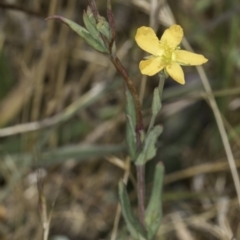 Hypericum gramineum at Dunlop Grassland (DGE) - 17 Nov 2023