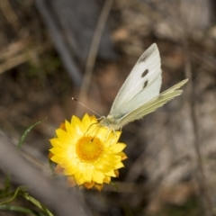 Pieris rapae (Cabbage White) at Pinnacle NR (PIN) - 17 Nov 2023 by AlisonMilton