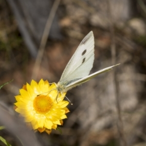 Pieris rapae at Pinnacle NR (PIN) - 18 Nov 2023