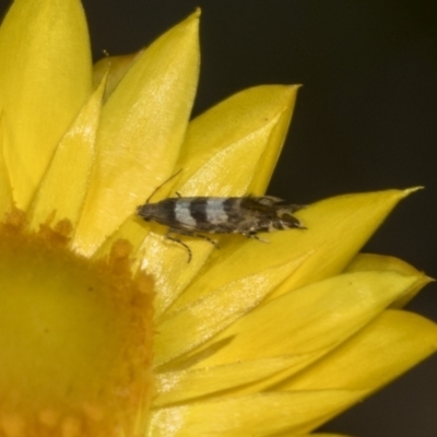 Glyphipterix chrysoplanetis (A Sedge Moth) at Pinnacle NR (PIN) - 17 Nov 2023 by AlisonMilton