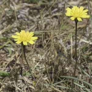 Hypochaeris radicata at Dunlop Grassland (DGE) - 17 Nov 2023