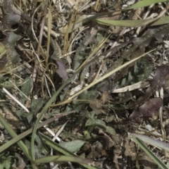 Hypochaeris radicata at Dunlop Grassland (DGE) - 17 Nov 2023 12:09 PM