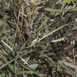 Hypochaeris radicata at Dunlop Grassland (DGE) - 17 Nov 2023